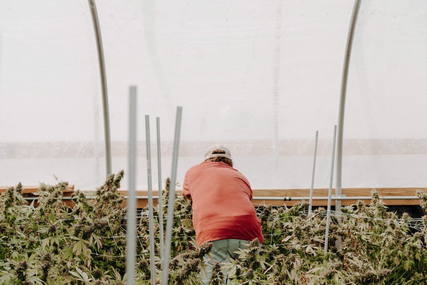 Understanding Soil Health for Maximum Potency