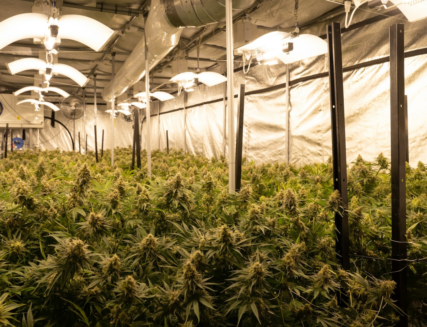 Best Lighting Setups for Indoor Cultivation
