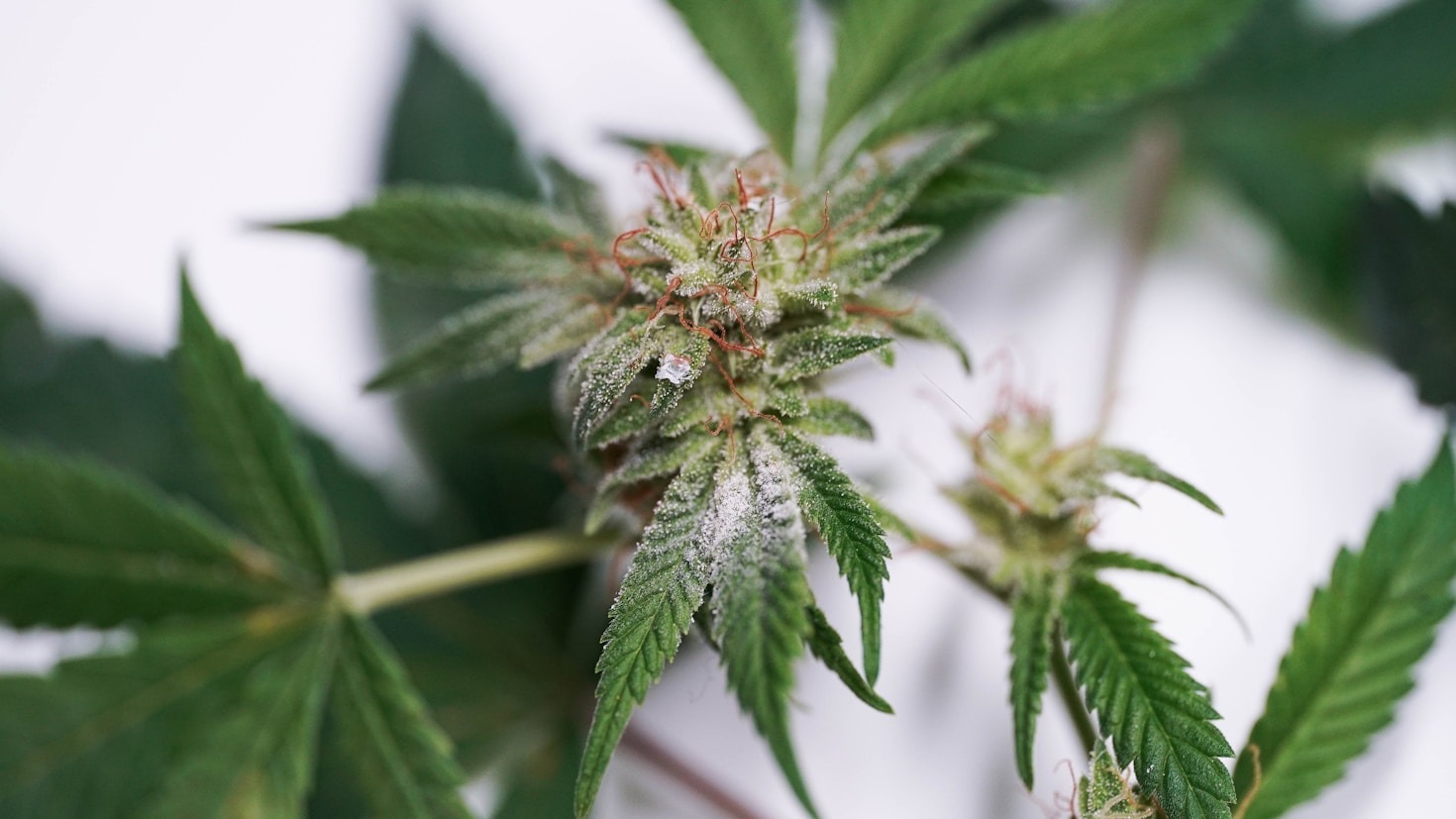 Mastering Humidity Control During Flowering Stages
