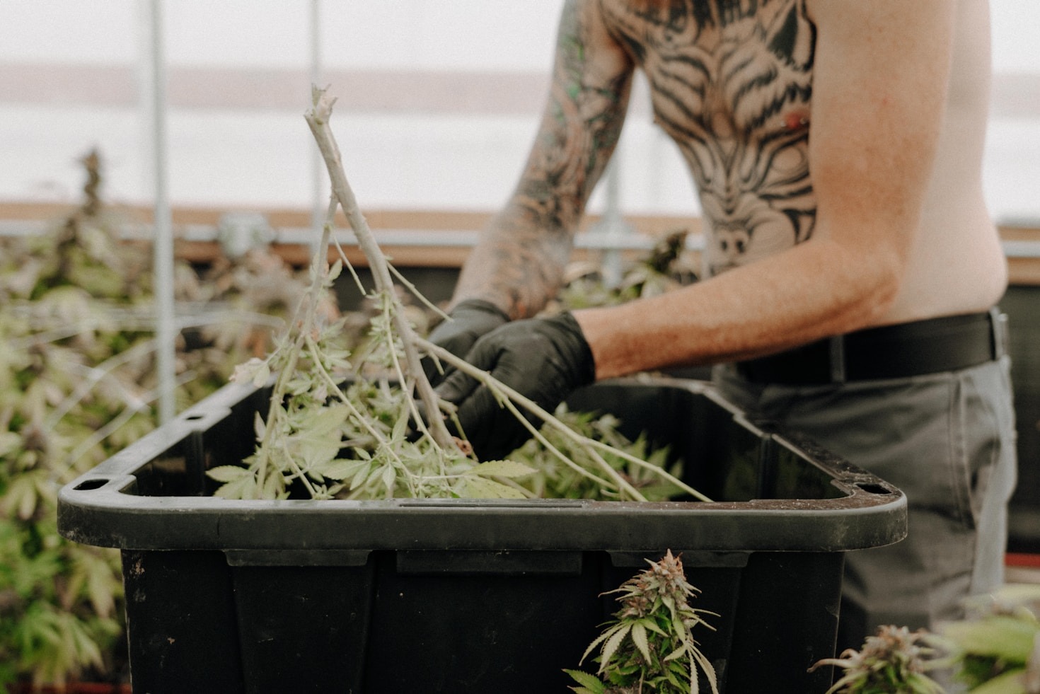 Troubleshooting Common Plant Pests and Diseases