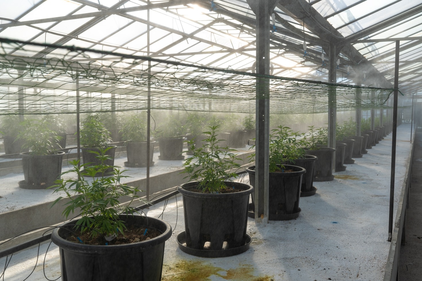 Sustainable Techniques for Eco Friendly Farming