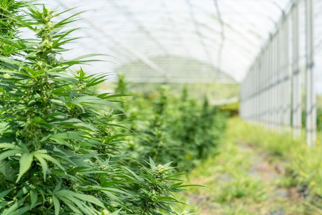 Cannabis plants growing inside a commercial greenhouse